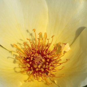 Поръчка на рози - Дива роза - жълт - Pоза Златни Криле - дискретен аромат - Рой Е.Шепърд - Здрава растителност,въоражена с тръни.